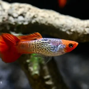 Billig Guppy Koi Cobra (Poecilia reticulata ): Männchen